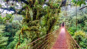 Puente en el bosque lluvioso Monteverde en Costa Rica